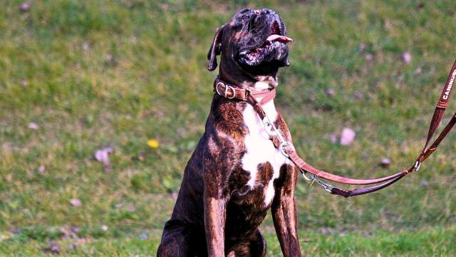 Cão Boxer no Treino de Cães Obediência